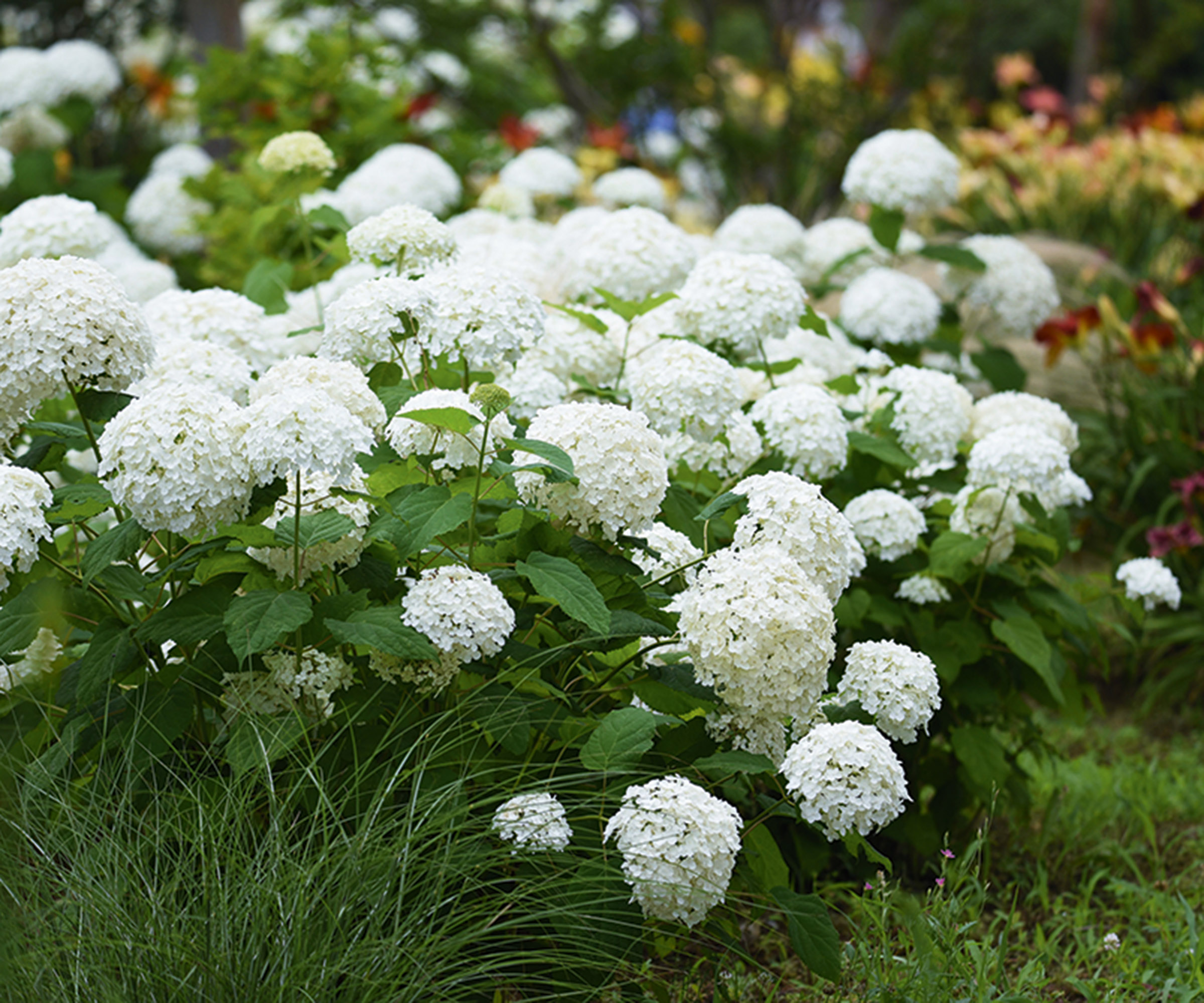 Annabelle hydrangea a deciduous shrub growing in a garden