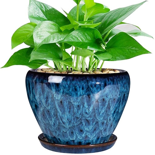 Amazon plant pot