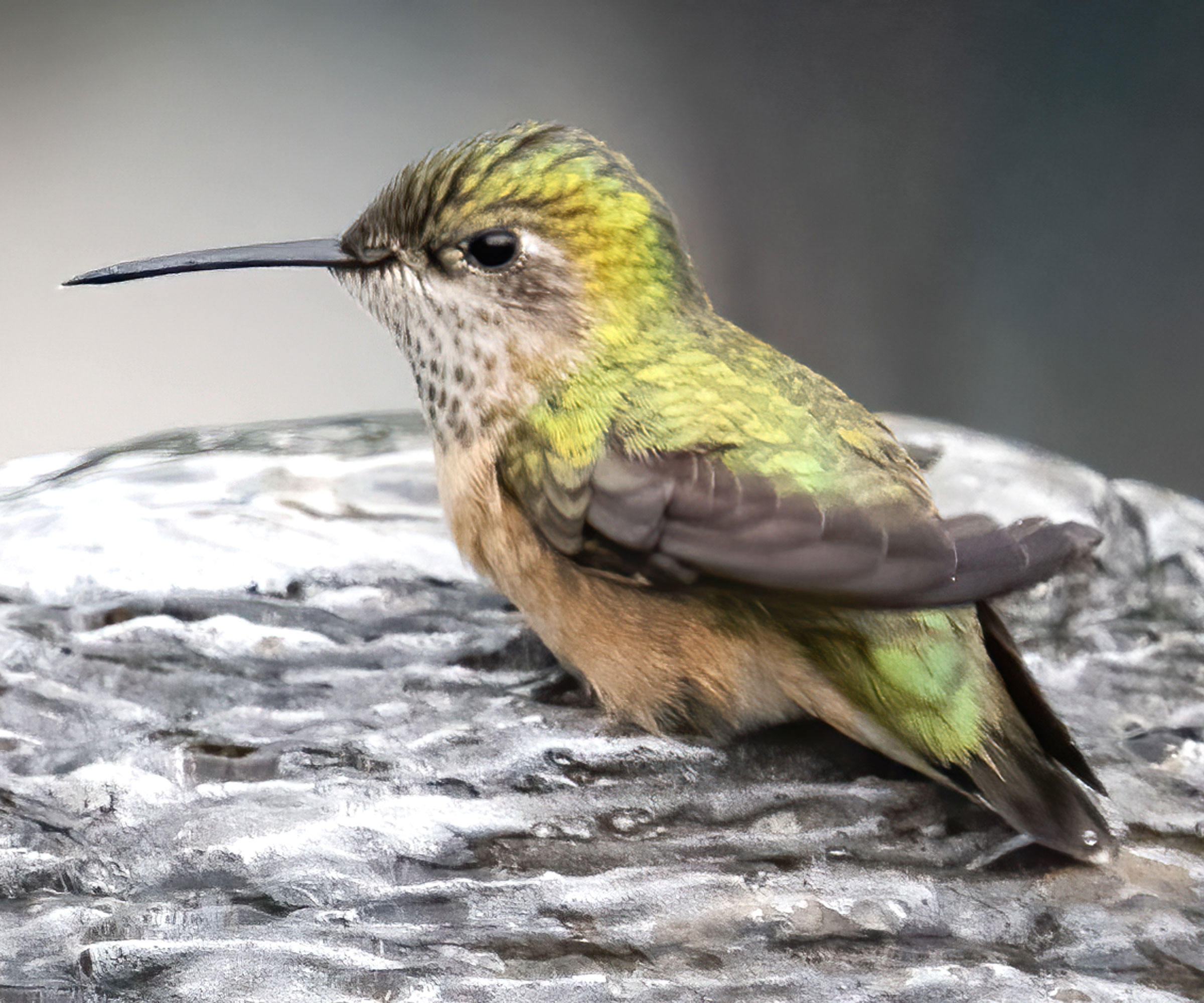 green hummingbird paddling in stone bird bath