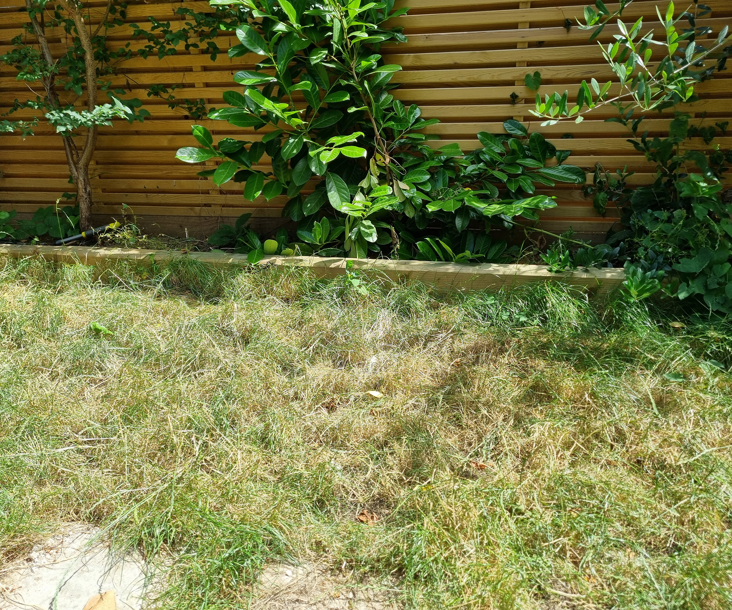A dried up neglected lawn