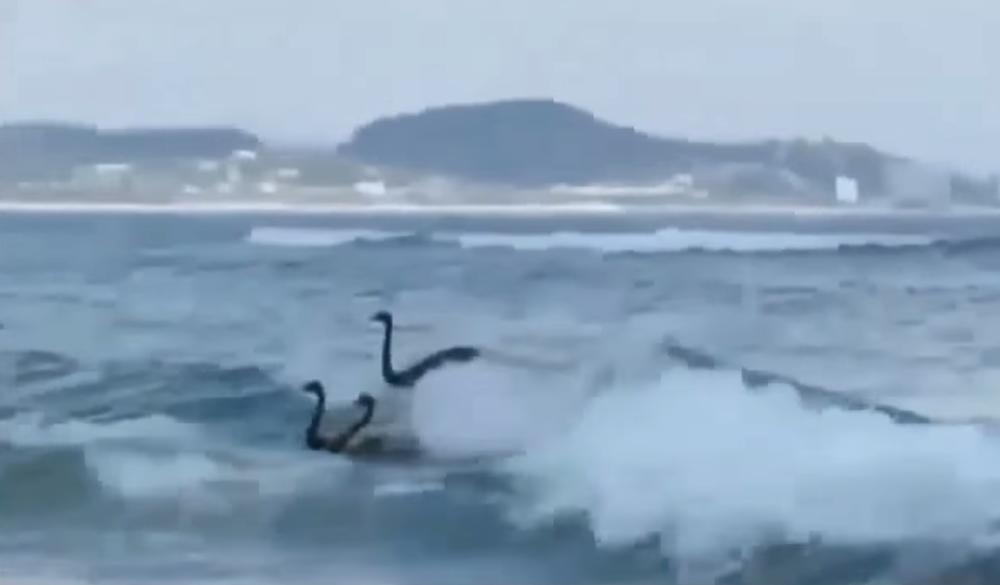 Surfing swans