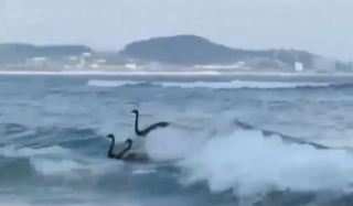 Surfing swans