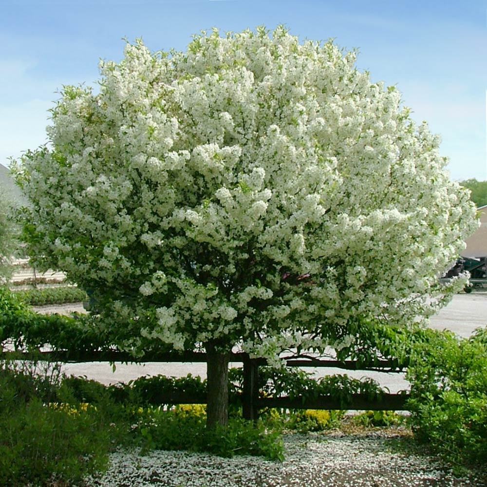 Proven Winners&amp;reg; Lollipop&amp;reg; Crabapple Tree