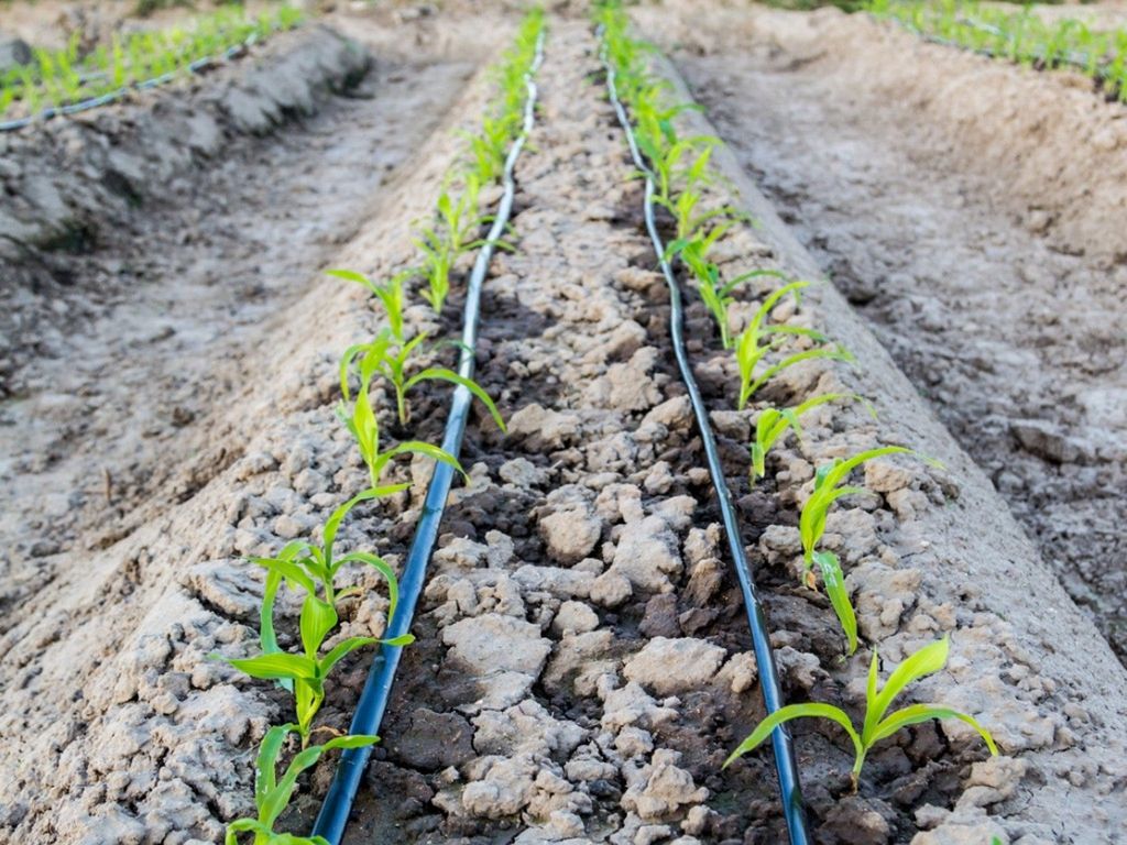 Learn How Long To Water Plants With Drip Irrigation Gardening Know How