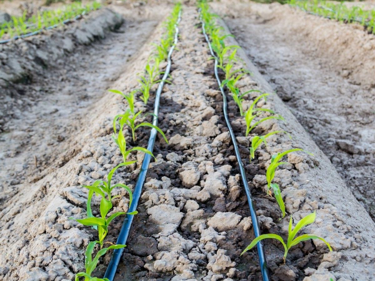 Learn How Long To Water Plants With Drip Irrigation Gardening Know How