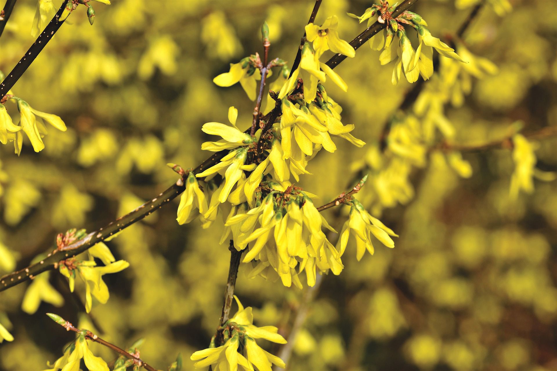 how to prune forsythia