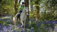 bluebell-corridor-1.jpg