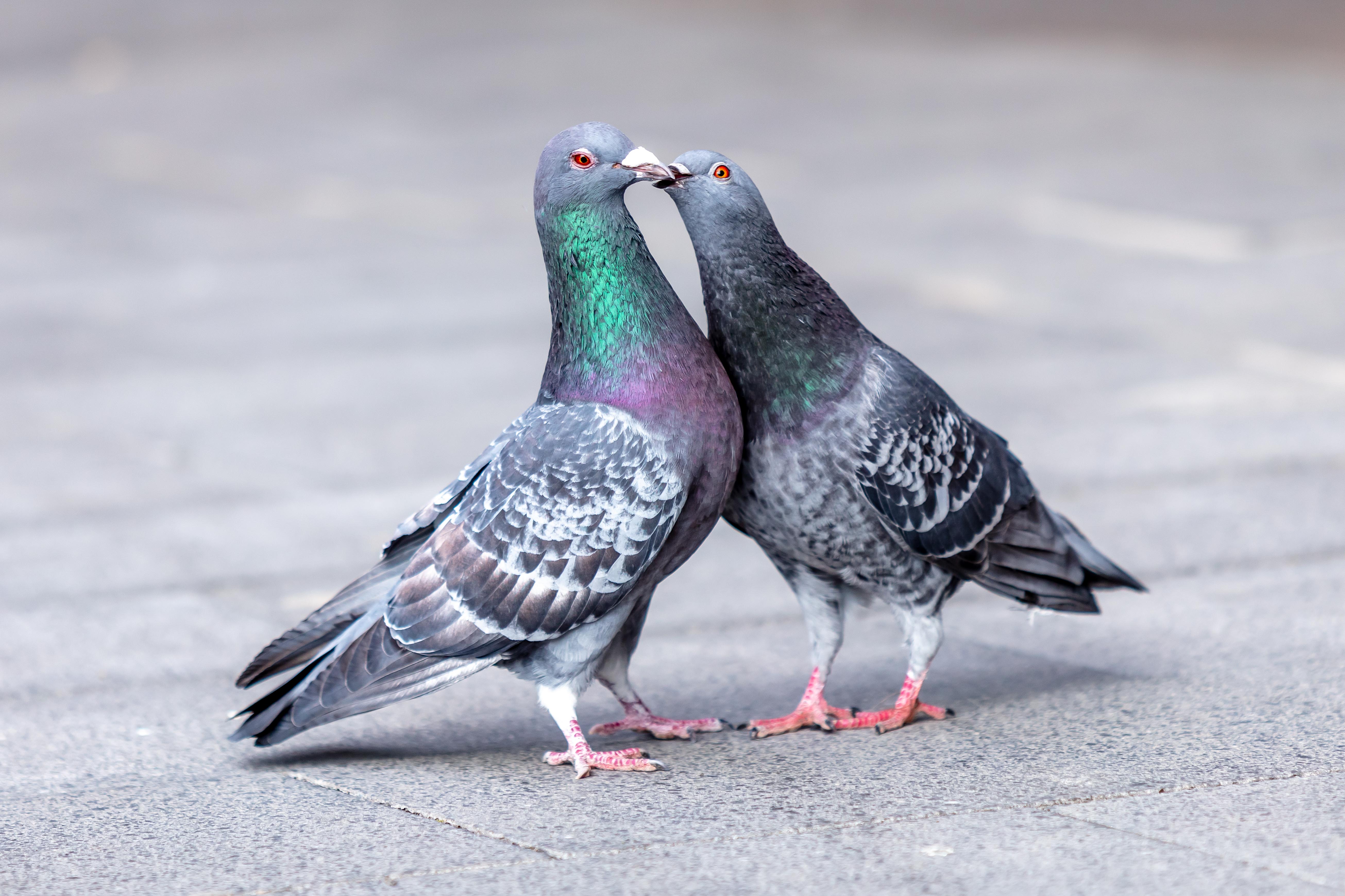 pigeon