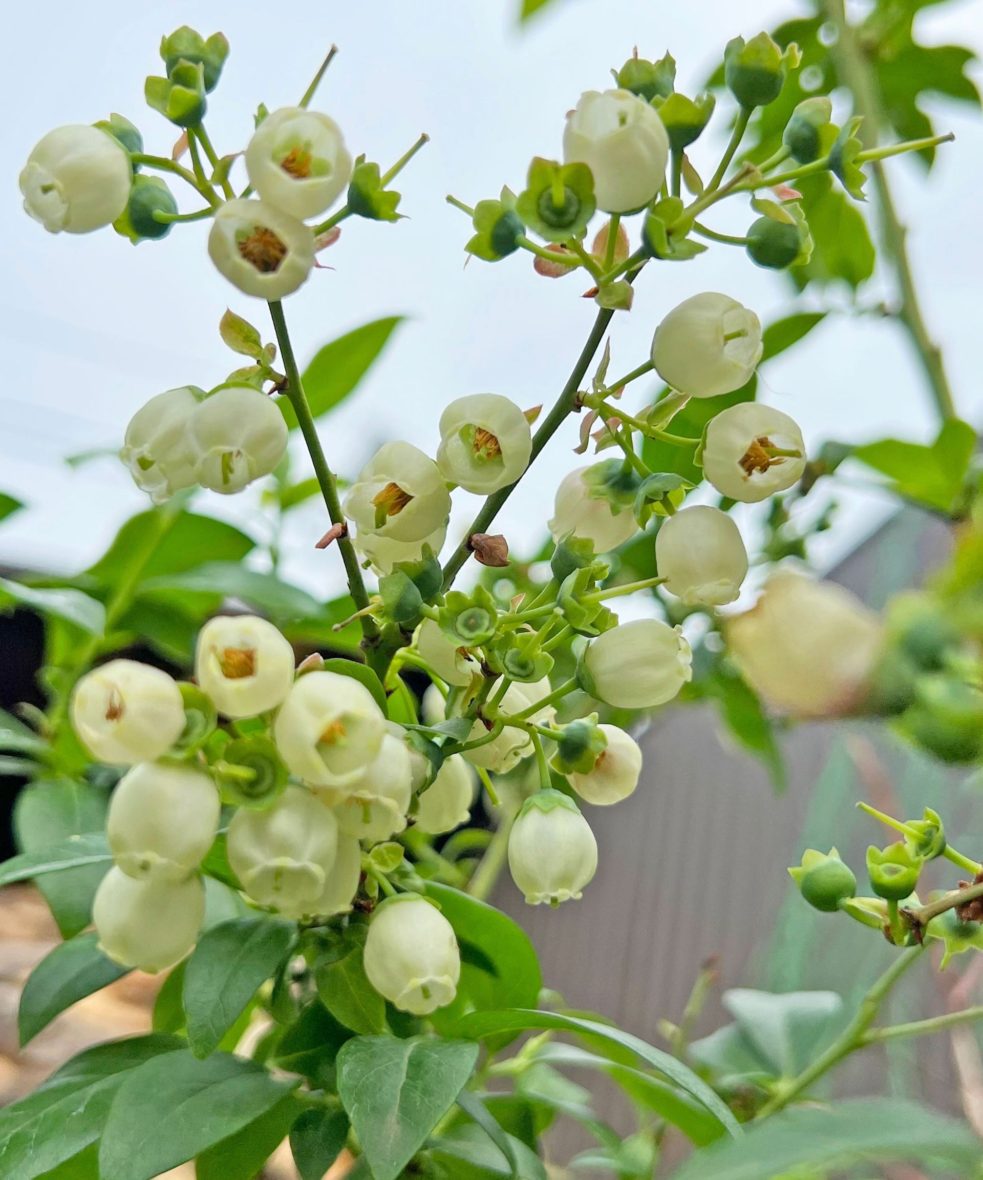 blueberry shrub with developing flowers