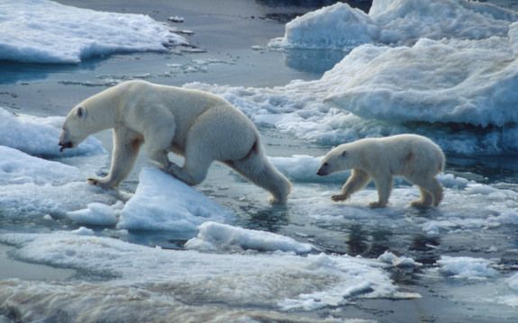 Polar bears are getting smaller because of climate change, and many other organisms will too, scientists say. 