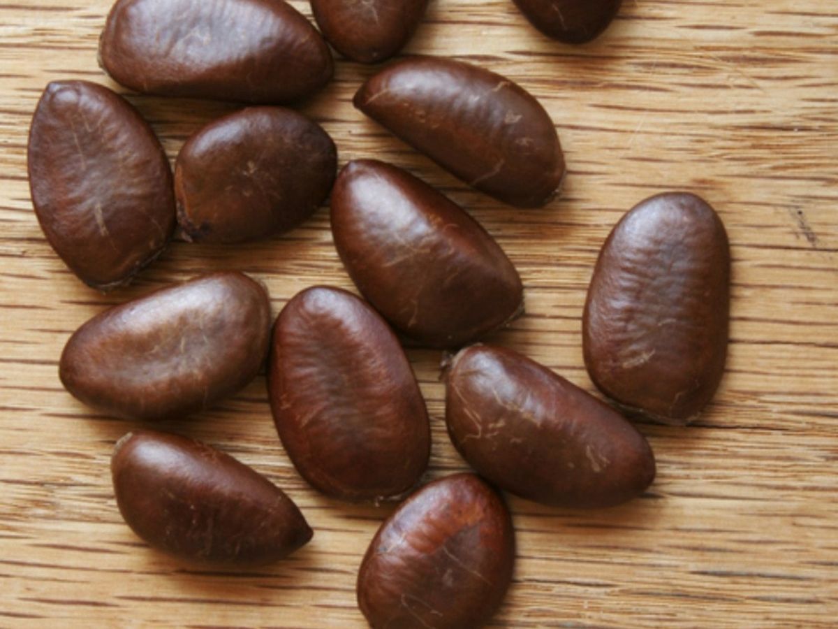 Can You Grow A Pawpaw Tree From Seed Learn When To Sow Pawpaw Seeds