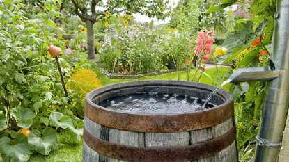 A rain barrel in a garden