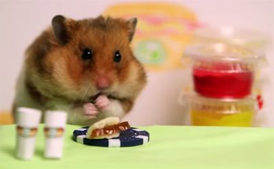 hamster.jpg