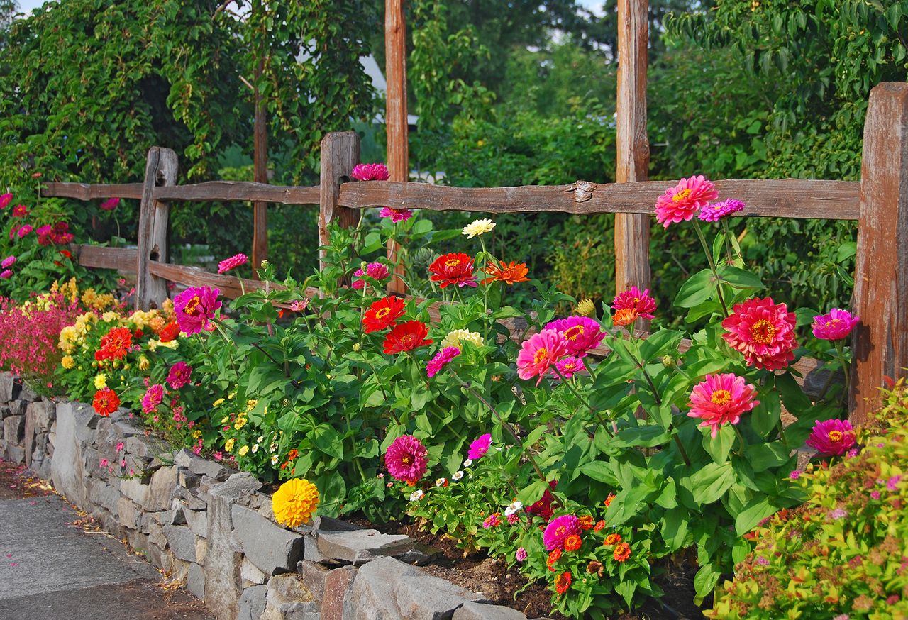 When to plant zinnia seeds for a bold and beautiful show Homes & Gardens