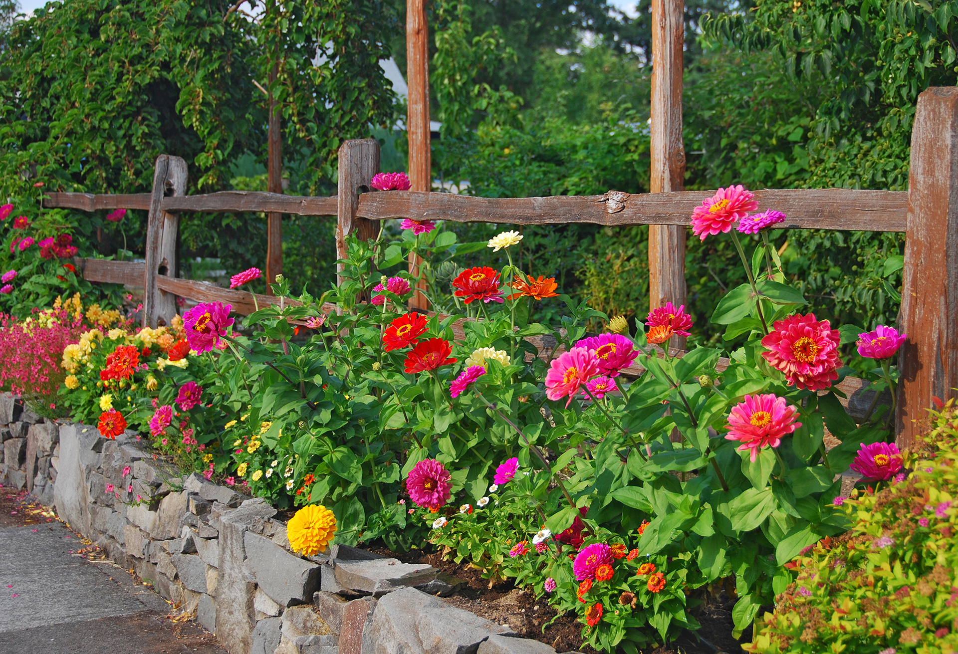 When to plant zinnia seeds for a bold and beautiful show  