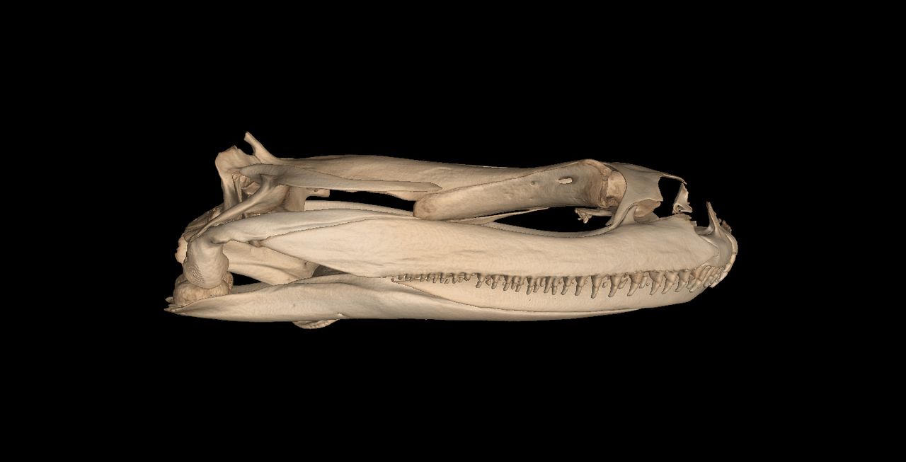 The aquatic frog Barbourula busuangensis is also known as the Philippine flat-headed frog.