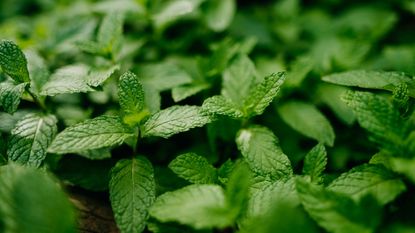 How to prune mint