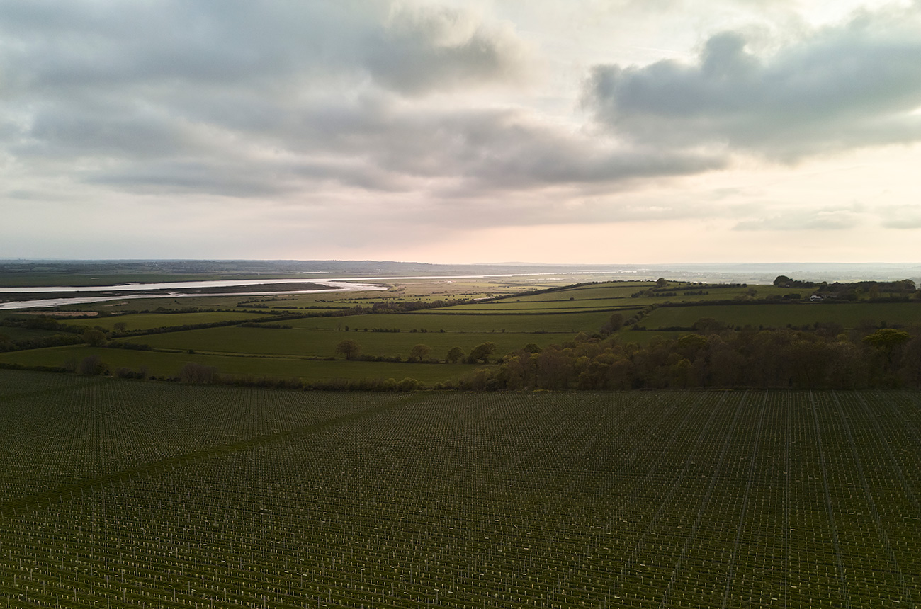 Marbury Vineyard, Crouch Valley, Essex