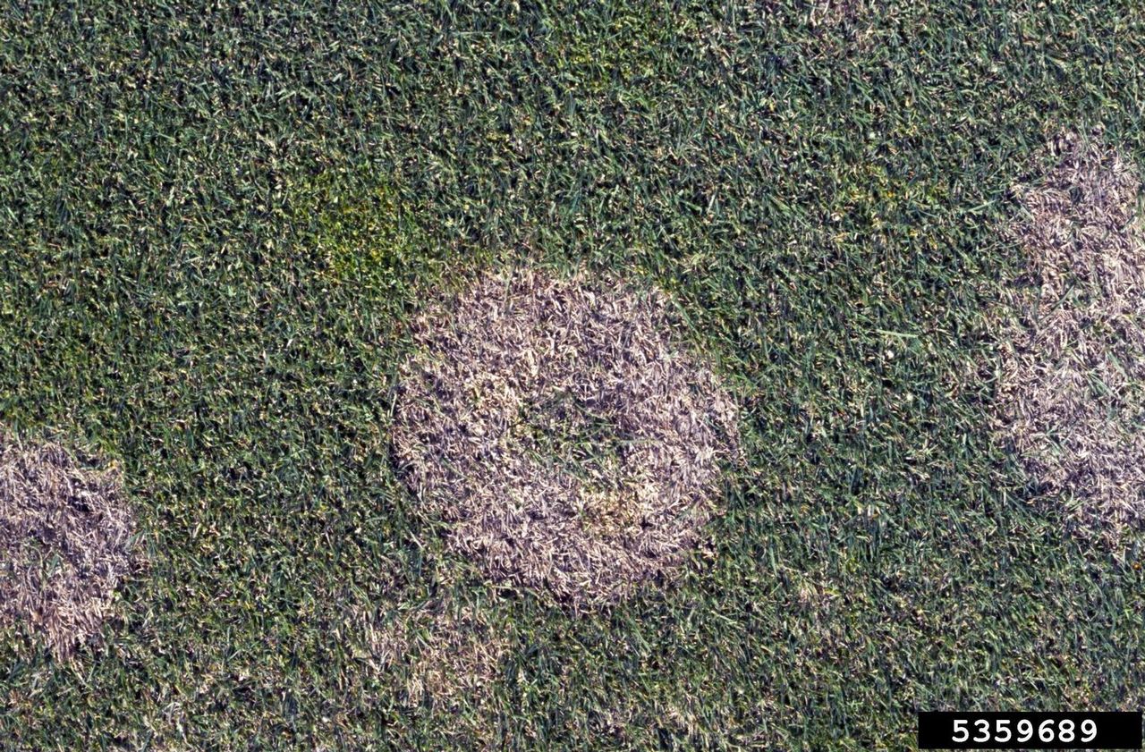 Brown Rings Of Snow Mold On Green Lawn