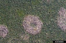 Brown Rings Of Snow Mold On Green Lawn