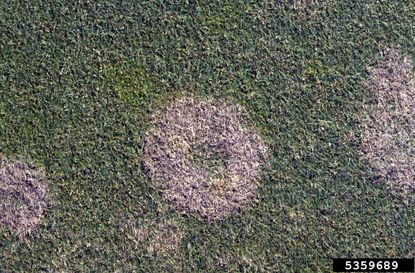 Brown Rings Of Snow Mold On Green Lawn