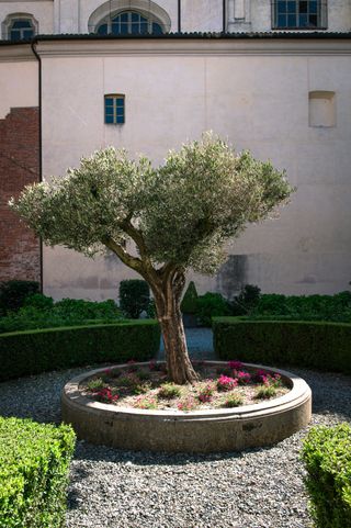 An olive tree growing in a raised bed