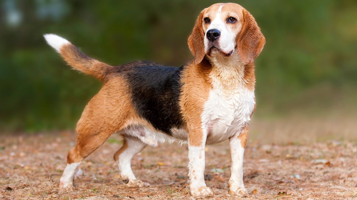 10 best dogs for tracking | PetsRadar