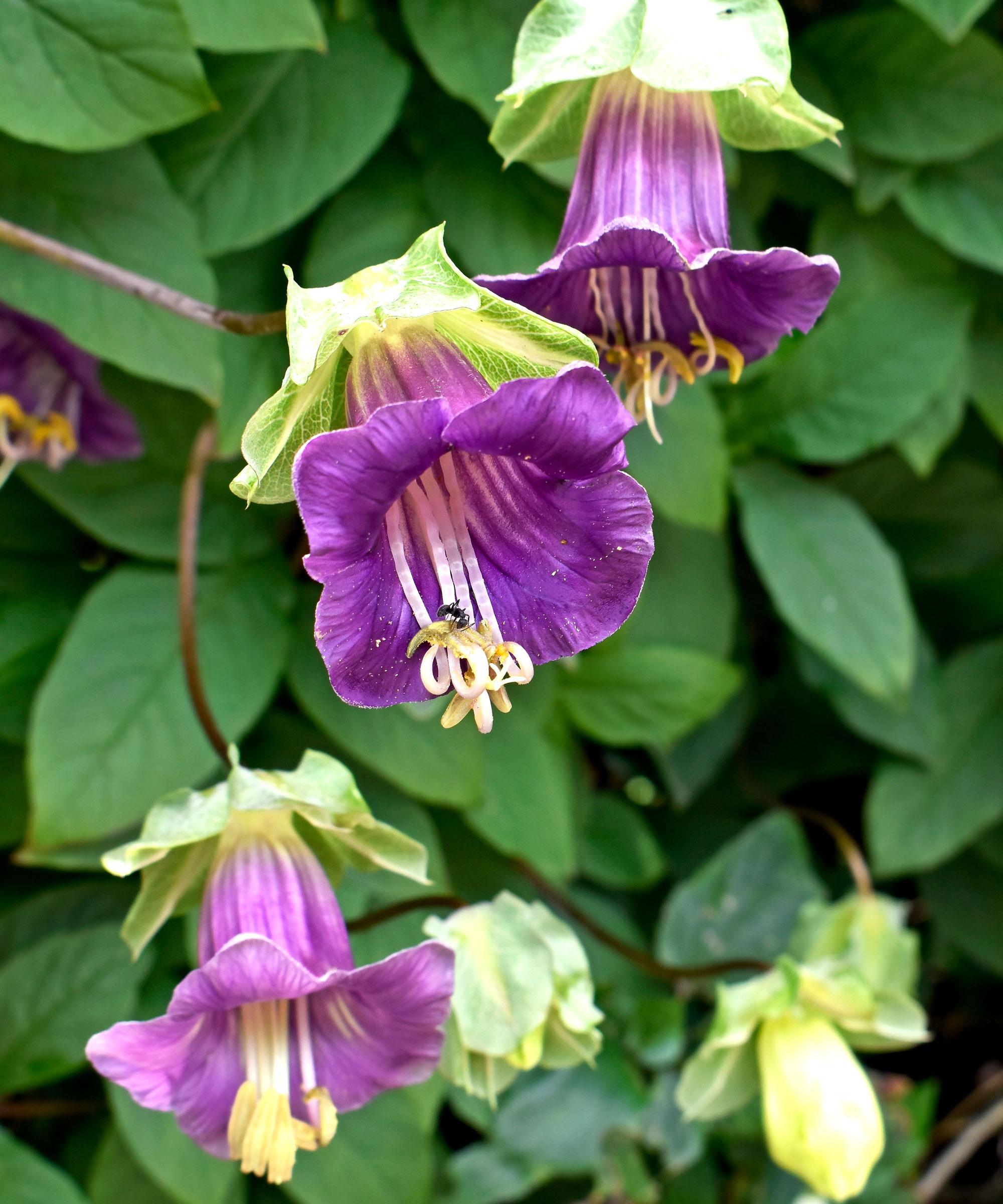 cup and saucer vine with purple flower heads