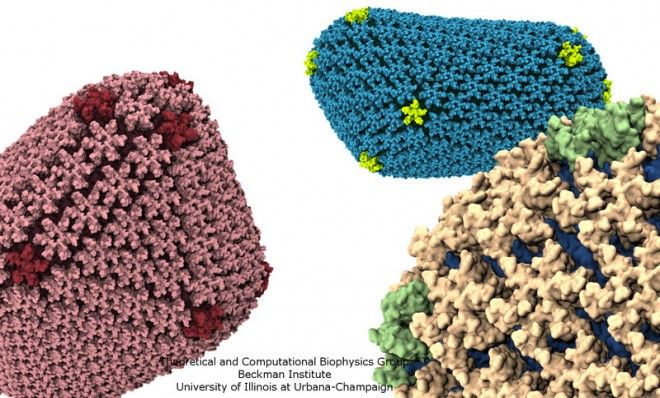 HIV-1 capsids