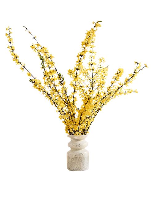 Forsythia Branches
