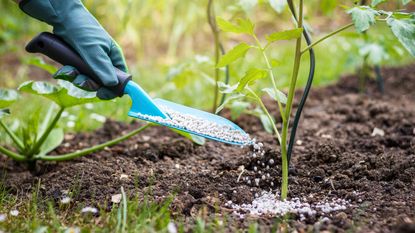 fertilizing plants: feeding tomato plant with granular fertiliser