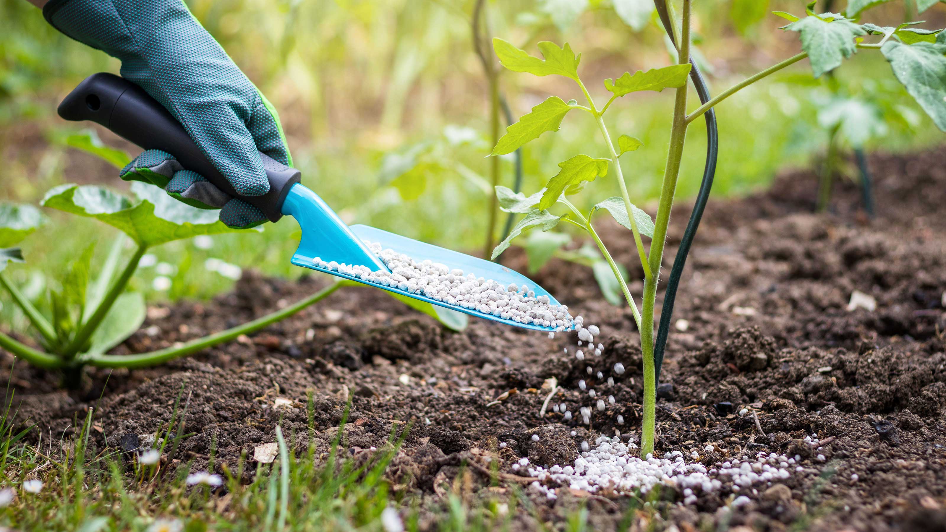 Fertilizing plants: how to give your flowers and foliage a boost |  GardeningEtc