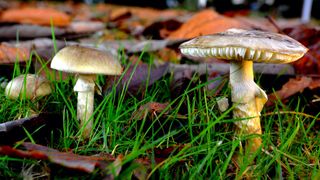 A trio of mushrooms sprouting from the forest floor. 