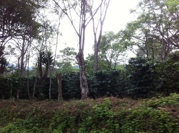 When racers pass the coffee plantations, they know they are close to the finish of stage 1