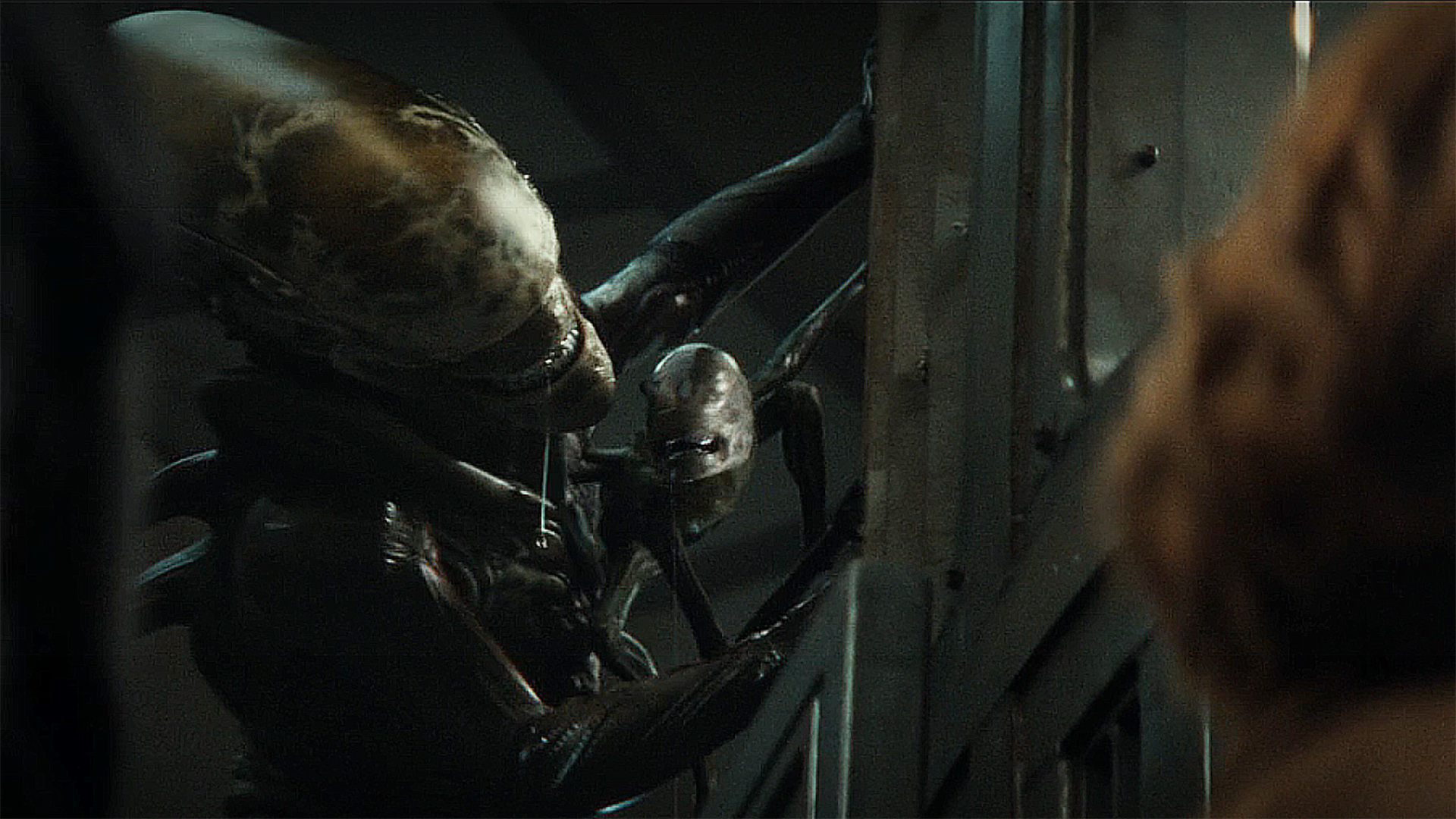 The two xenomorphs hanging off the side of a jail cell in Alien: Earth season 1 episode 8