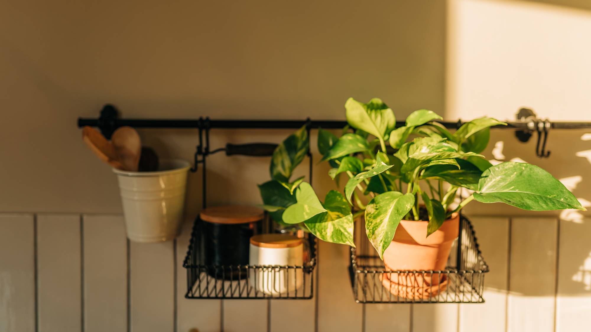 Sunlight in kitchen shines on pothos