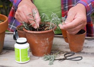 potting up lavender cuttings