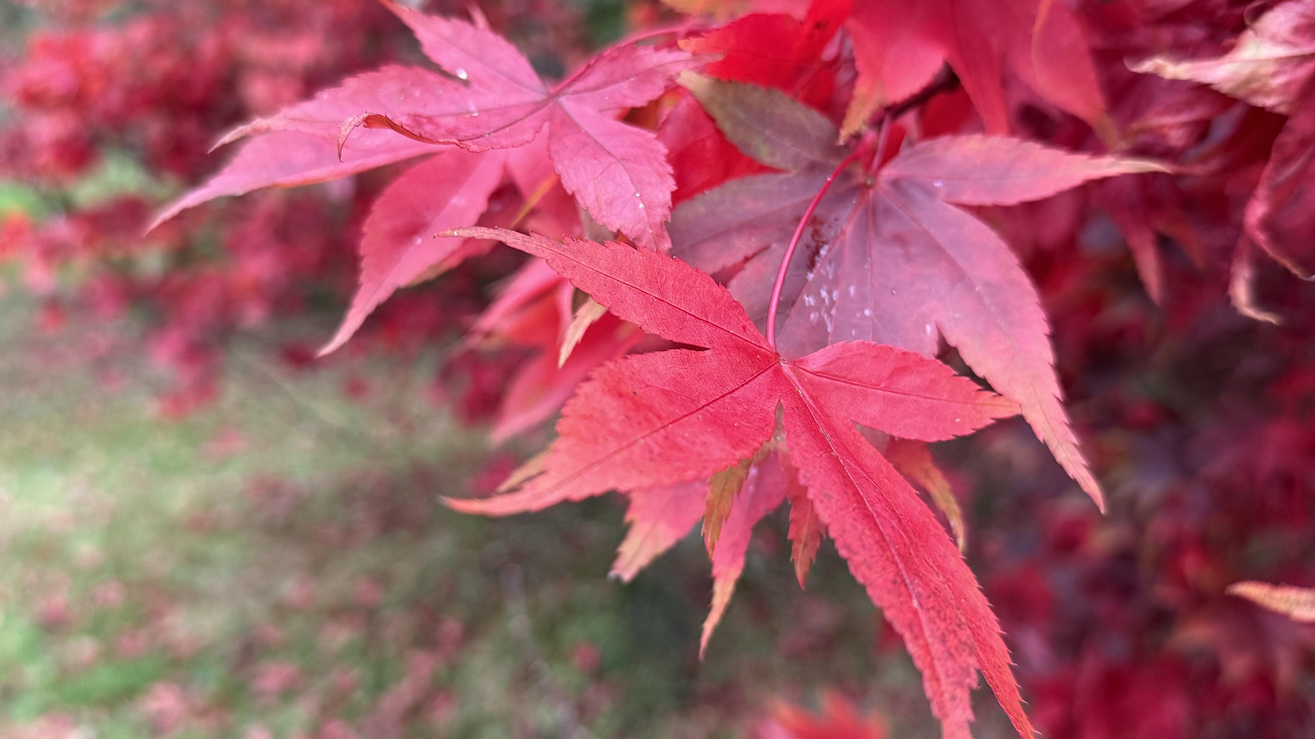 Bright red maple leaves with hues of scarlet, burgundy and amber.