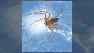 Brown Recluse Spider_Image courtesy of the CDC Public Health Image Library