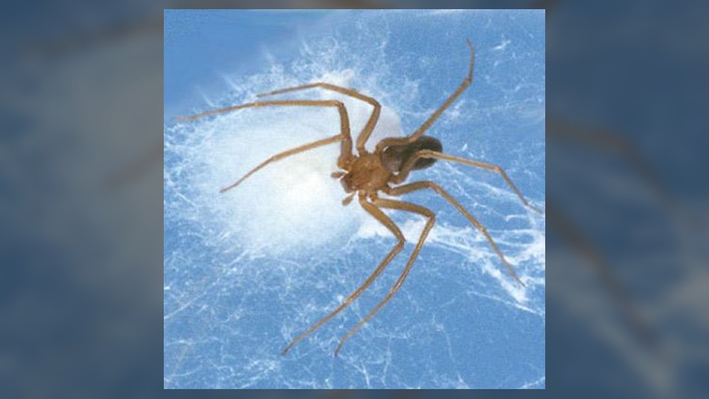A photo of a brown recluse spider specimen against a light blue background.