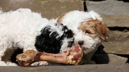 Dogs eating a ham bone