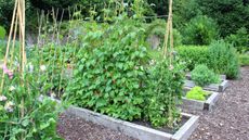 A vegetable garden with crops growing in raised beds