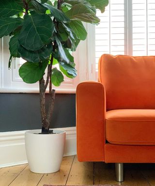 orange sofa and fiddle leaf fig