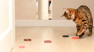 Cat playing with hair ties