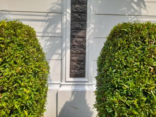 Ficus nitida plant in the form of a box in the yard