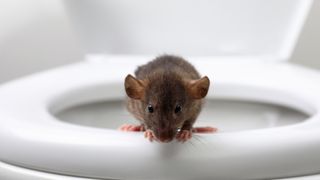 Close-up image of a brown rat perching on the front portion of a white toilet bowl
