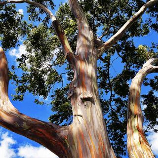 rainbow eucalyptus tree at Fast Growing Trees