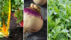 composite image of vegetables to plant in September