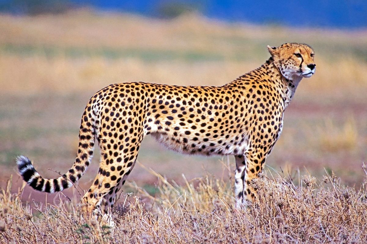 Cheetahs The Fastest Land Animals Live Science