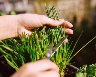 chives growing in containers being harvested with scissors